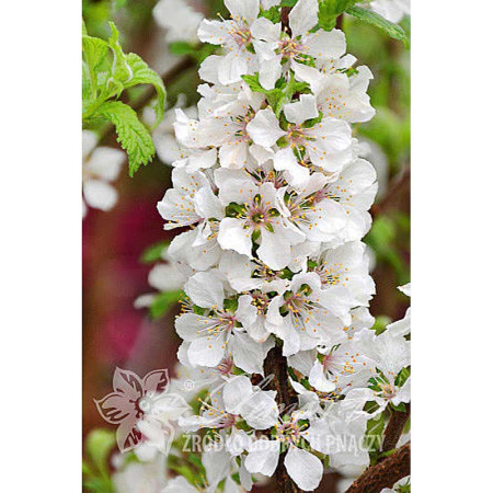 Вишня Войлочная Видовая Норма P9