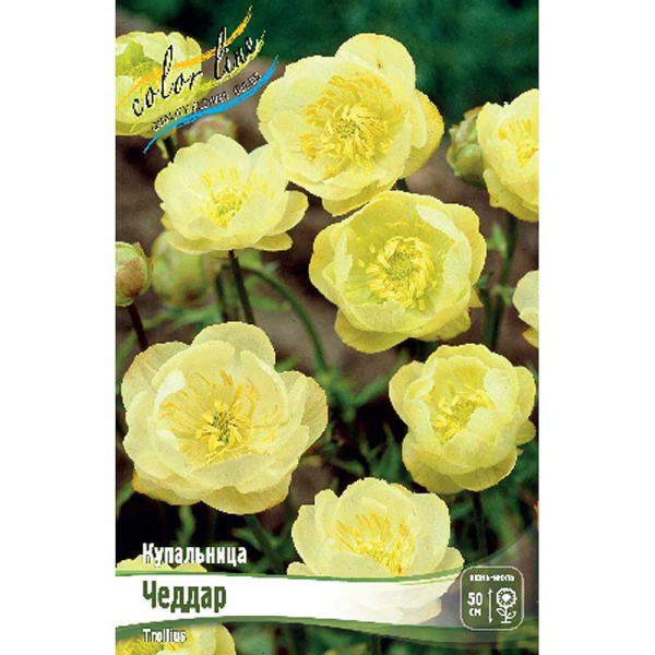 Купальница Чеддар I 1 шт