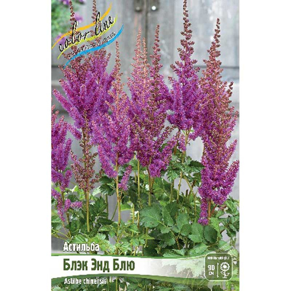 Астильба Блэк Энд Блю 2/3 n 25 шт Биг-пак 9659 