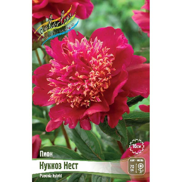 Пион Куккоз Нест 2/3 n 25 шт Биг-пак 8239 