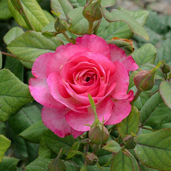 Роза Флорибунда Роуз Эксплоужен Садовита