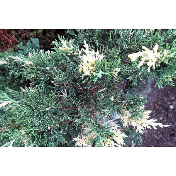 Можжевельник Китайский Экспанса Вариегата P9 15-20