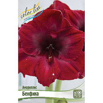 Амариллис Бенфика 22/24 8 шт Шоу-Бокс 13489
