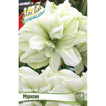 Амариллис Мэрилин 22/24 8 шт Шоу-Бокс 9639 