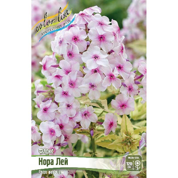 Флокс Нора Лей I 1 шт 