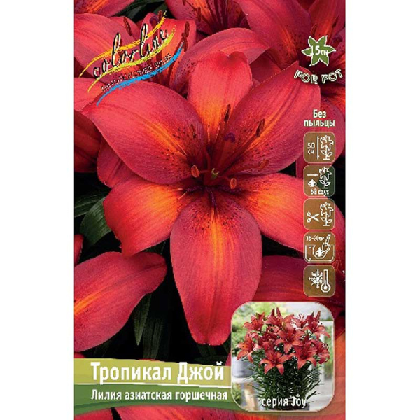Лилия Тропикал Джой 10/12 25 шт Биг-Пак 13665