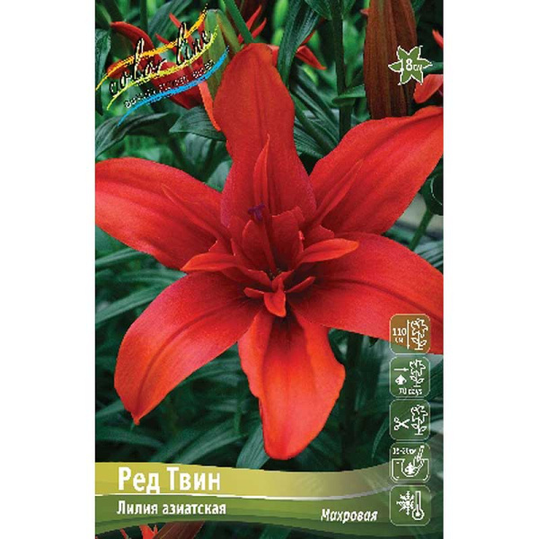Лилия Ред Твин 12/14 5 шт