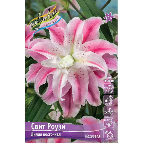 Лилия Свит Роузи 12/14 5 шт 