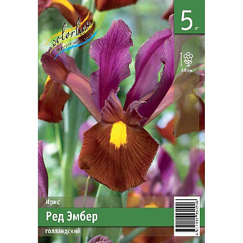 Ирис Голл. Ред Эмбер 6/7 5 Эконом шт 