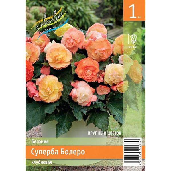 Бегония Суперба Болеро 5/6 1 Эконом шт