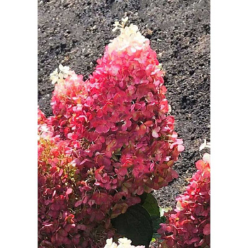 Гортензия Метельчатая Рэд Вельвет P12 (4-6 ветки)