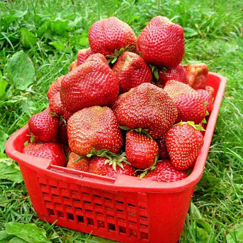 Земляника садовая Чамора Туруси (цена за 40шт) ОСП