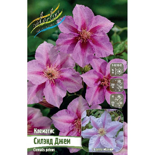 Клематис Силэнд Джем I 2 шт