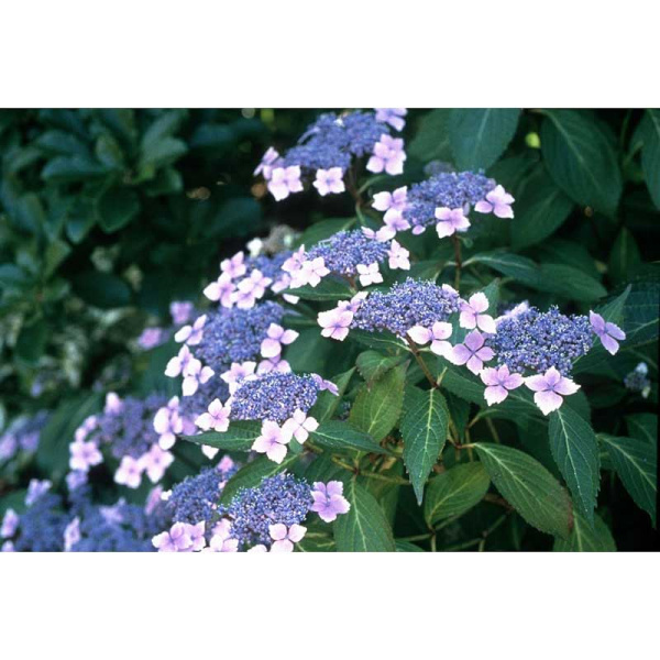 Гортензия Пильчатая Блюбёрд P12 шт