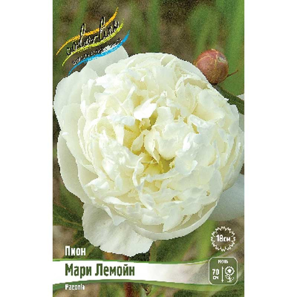 Пион Мари Лемойн 2/3 n 1 шт 