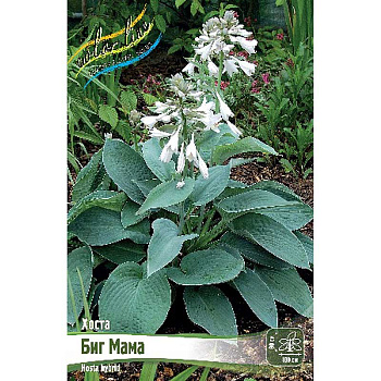 Хоста Биг Мама 1 n 25 шт Биг-пак 5936