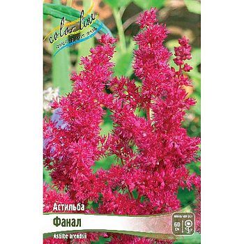 Астильба Фанал 2/3 n 1 шт 