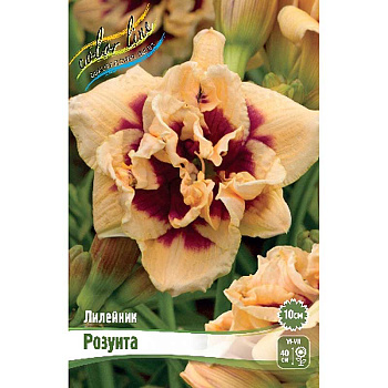 Лилейник Розуита I 1 шт 