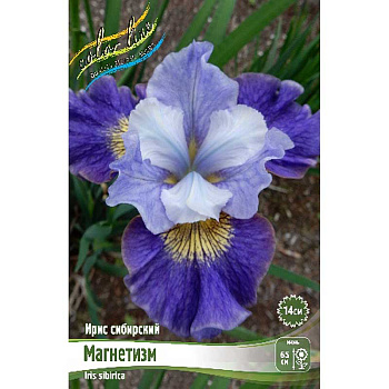 Ирис Сибирский Магнетизм I 25 шт Биг-пак 942