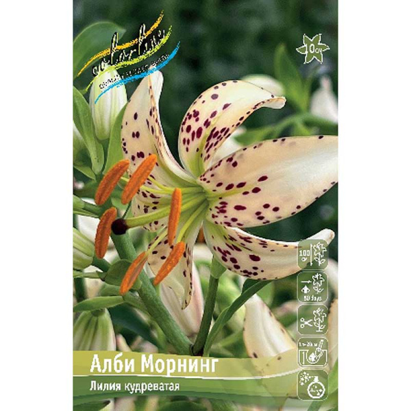 Биг-Пак Лилия Алби Морнинг 14/16 25 шт