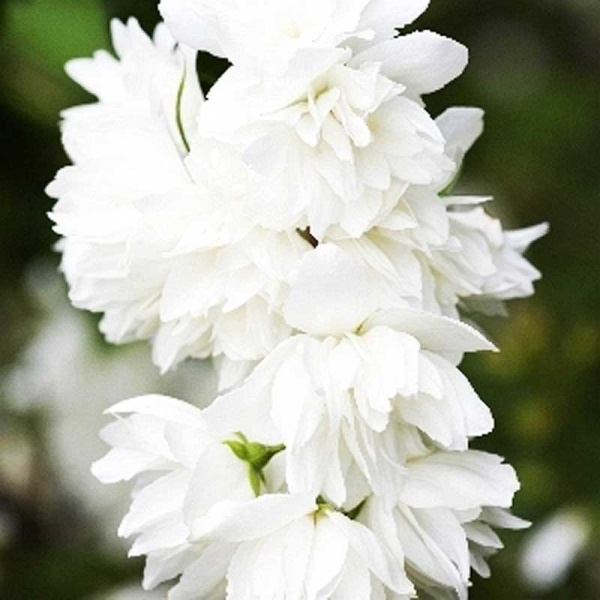 Чубушник Сноубелле P9