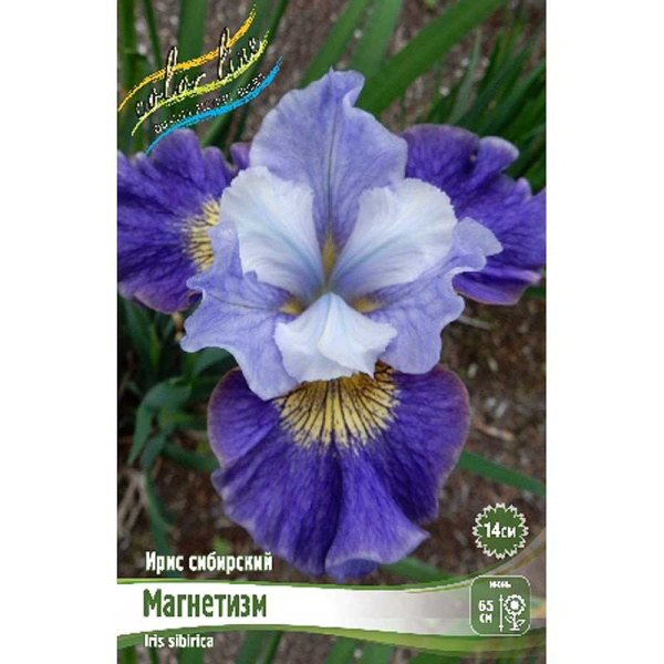 Ирис Сибирский Магнетизм I 25 шт Биг-пак 942