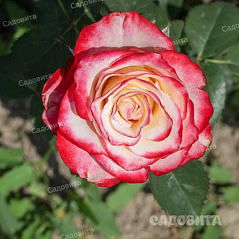 Роза чайно-гибридная Свитнес Садовита