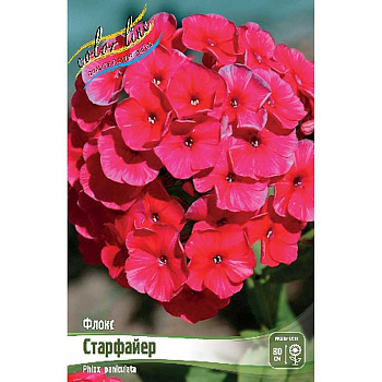 Флокс Старфайер I 2 шт