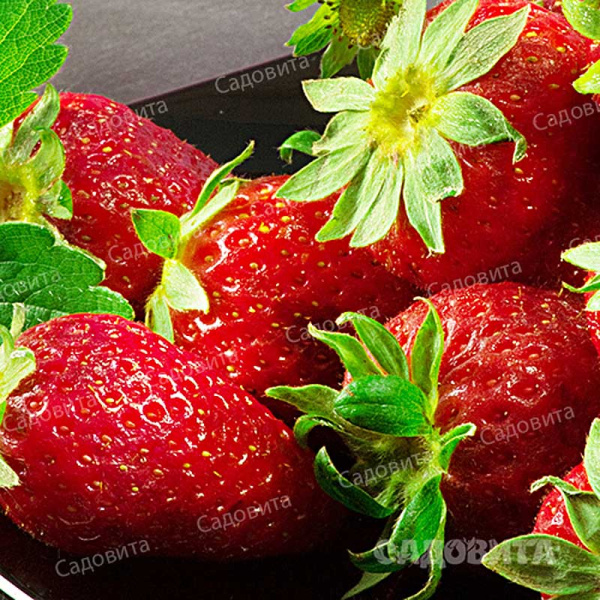 Земляника садовая Флоголария Цена за 40 шт ОСП
