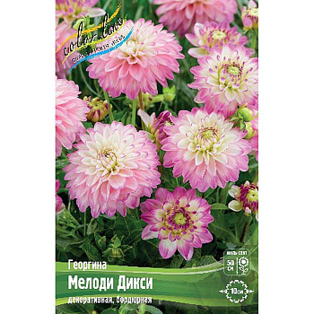 Георгина Мелоди Дикси I 1 шт