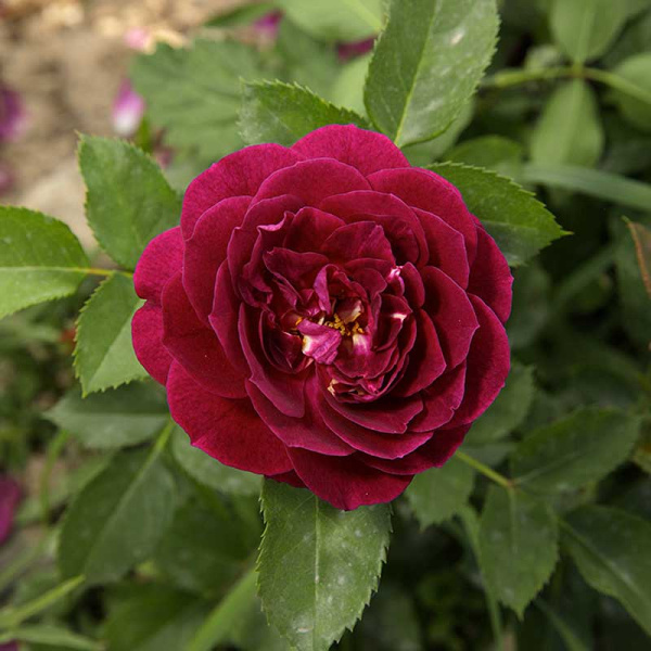 Роза флорибунда Эбб Тайд Садовита