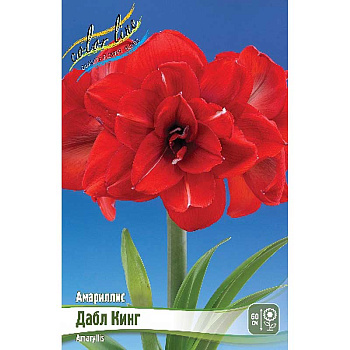 Амариллис Дабл Кинг 22/24 1 шт 