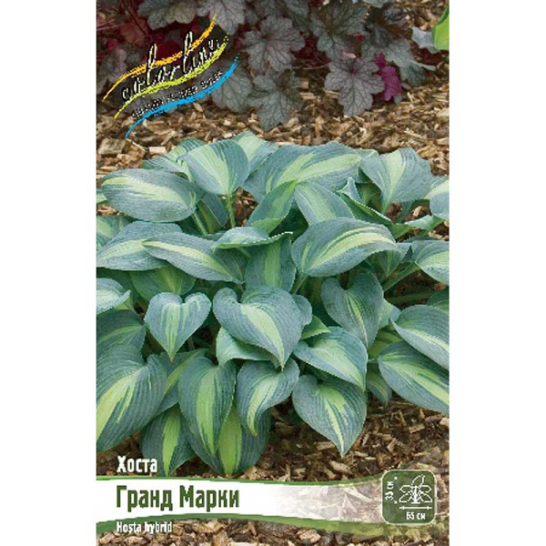 Хоста Гранд Марки 1 n 1 шт