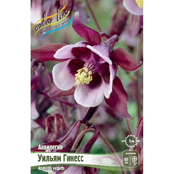 Аквилегия Уильям Гинесс I 3 шт