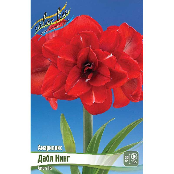 Амариллис Дабл Кинг 22/24 1 шт 