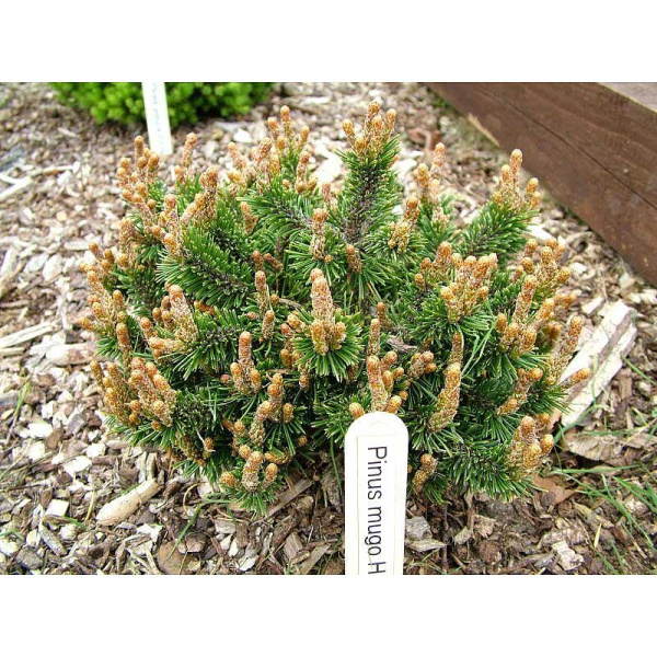 Сосна Горная Хампи C1.5