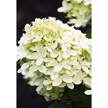 Гортензия Метельчатая Литтл Пашшион