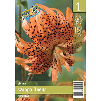 Лилия Флора Плена 12/14 1 Эконом шт