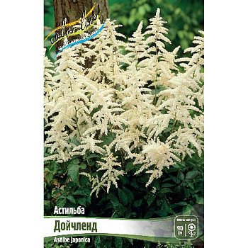 Астильба Дойчленд 2/3 n 1 шт