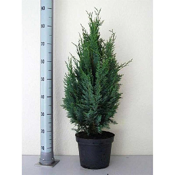 Кипарисовик Лавсона Колумнарис P13 (C1) 40-45