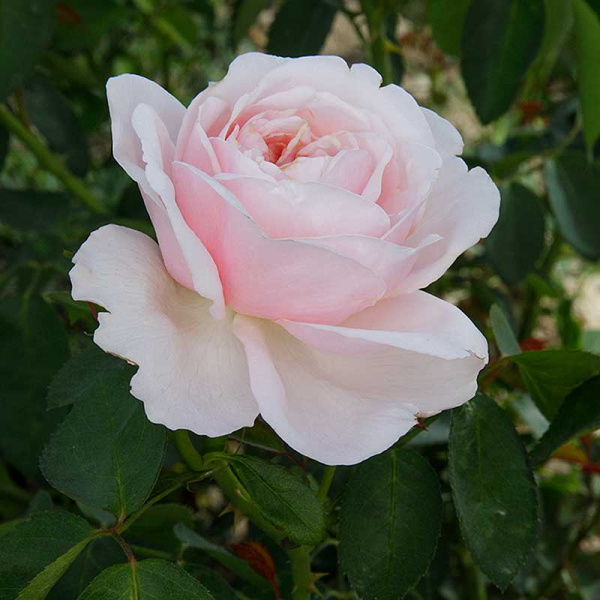 Роза чайно-гибридная Айлин Садовита