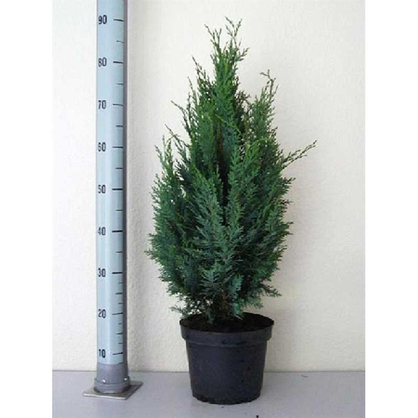 Кипарисовик Лавсона Колумнарис P13 (C1) 40-45