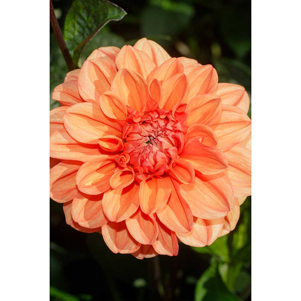 Георгина Оранж Наггет I 1 шт Садовита