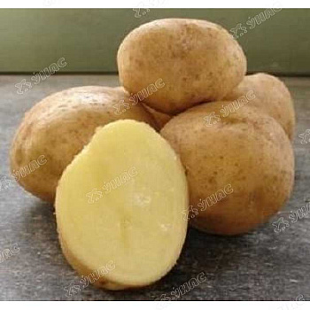 Картофель семенной Колобок Супер Элита 25кг Москва