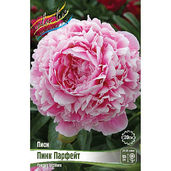 Пион Пинк Парфейт 2/3 n 1 шт