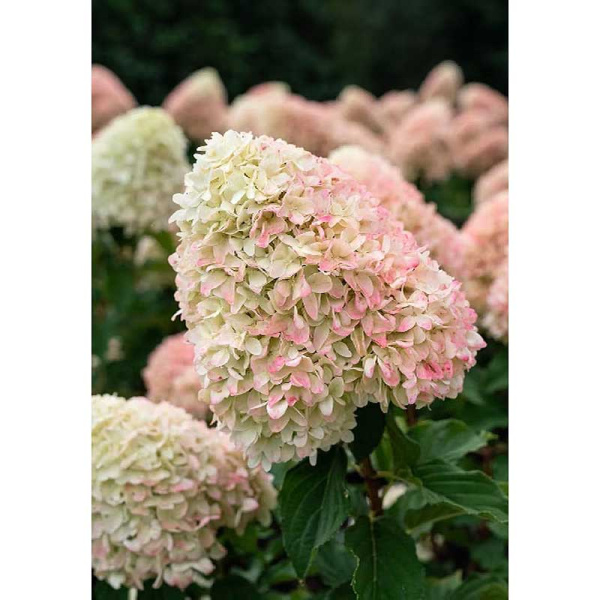 Гортензия Метельчатая Кэнди Лав Р12