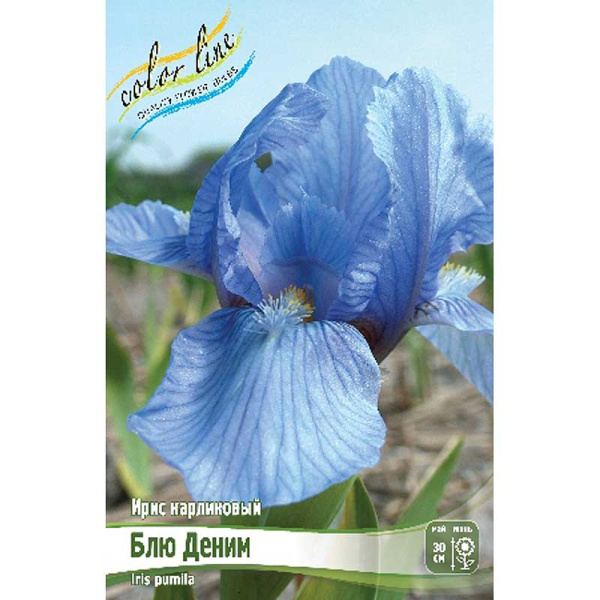 Ирис Карликовый Блю Деним I 25 шт Биг-пак 1715