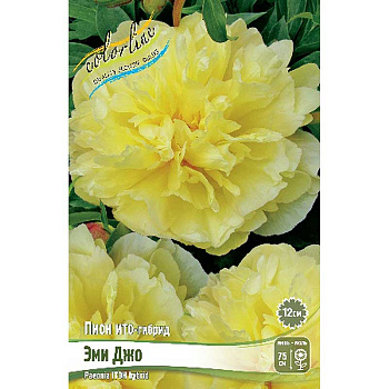 Пион Ито-Гибрид Эми Джо 2/3 n 5 шт Биг-Пак 3076