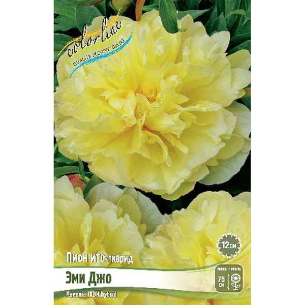 Пион Ито-Гибрид Эми Джо 2/3 n 5 шт Биг-Пак 3076