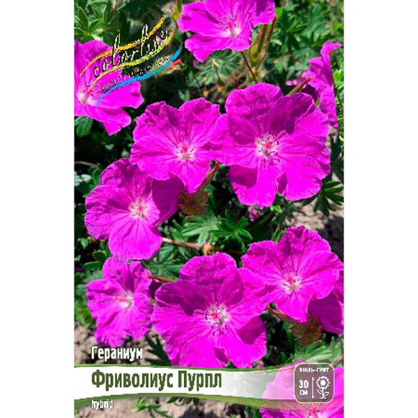 16286 Биг-Пак Гераниум Фриволиус Пурпл I 25 шт